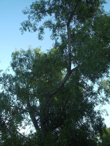 iNaturalist observation photo of Goodding's willow