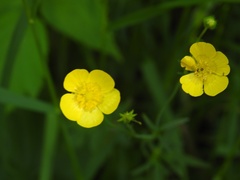 Ranunculus acris acris