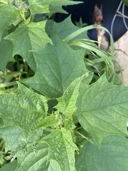 Chenopodiastrum hybridum