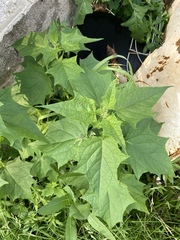 Chenopodiastrum hybridum