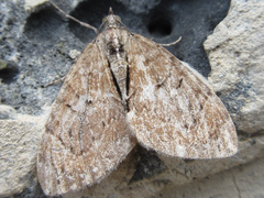 Heterothera postalbida