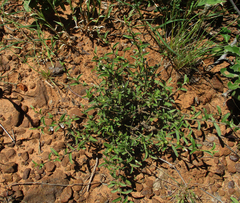 Seddera suffruticosa