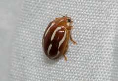 Calvia quadrivittata