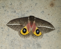 Automeris zephyria