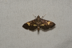 Syngamia falsidicalis