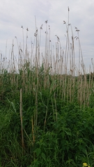 Phragmites australis