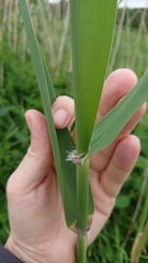 Phragmites australis