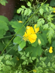 Chelidonium majus