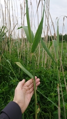 Phragmites australis