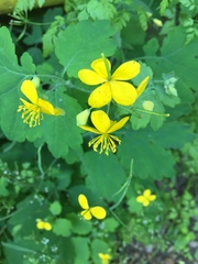 Chelidonium majus