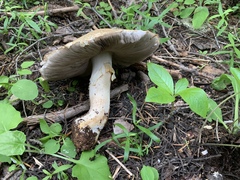 Agaricus moronii