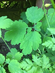 Chelidonium majus