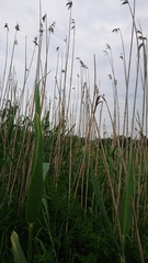 Phragmites australis