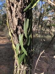 Parsonsia eucalyptophylla
