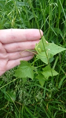 Echinocystis lobata