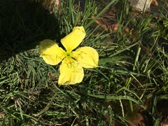 Oenothera flava