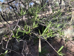 Denhamia cunninghamii