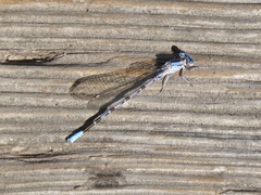Argia agrioides
