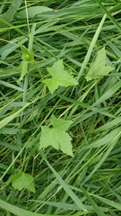 Echinocystis lobata