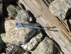 Argia agrioides