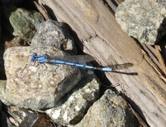 Argia agrioides