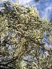 Acacia harpophylla
