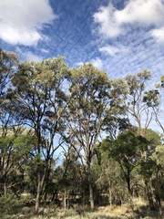 Acacia harpophylla