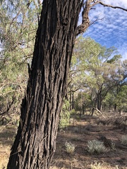 Acacia harpophylla