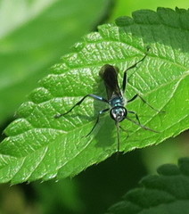 Chalybion japonicum