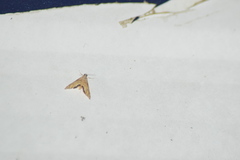 Petrophila daemonalis