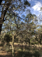 Denhamia cunninghamii