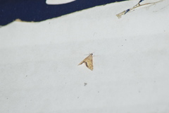 Petrophila daemonalis