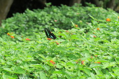 Graphium sarpedon nipponum