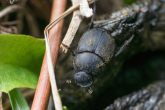 Boreocanthon simplex