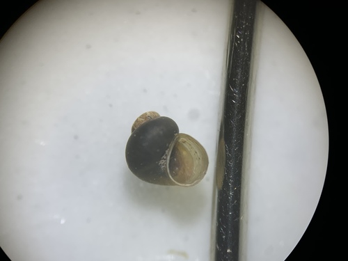 Bear Lake Springsnail