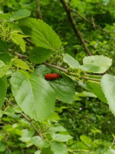 Pyrochroa coccinea