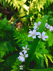 Geranium krylovii