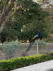 Pavo cristatus