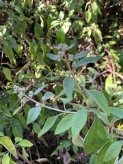 Buddleja pulchella