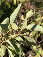 Buddleja pulchella