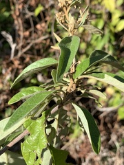 Buddleja pulchella