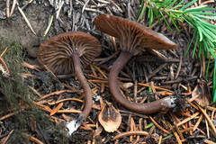 Pseudoomphalina angelesiana