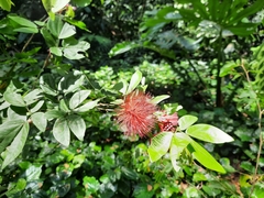 Calliandra tergemina emarginata