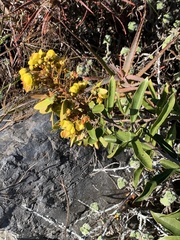 Acridocarpus natalitius natalitius