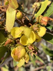 Acridocarpus natalitius natalitius