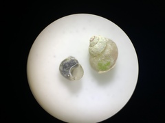 Pyrgulopsis marcida