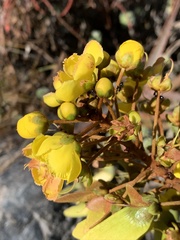 Acridocarpus natalitius natalitius