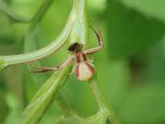 Ebrechtella pseudovatia
