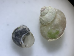 Pyrgulopsis marcida