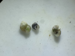 Pyrgulopsis marcida